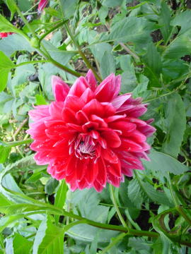 跡見群芳譜(外来植物譜 ダリア)
